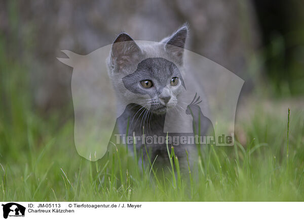 Chartreux Ktzchen / Chartreux kitten / JM-05113