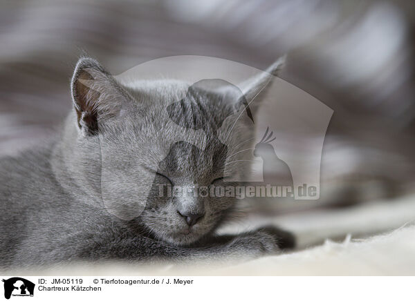 Chartreux Ktzchen / JM-05119