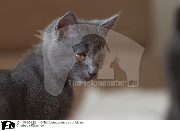 Chartreux Ktzchen / JM-05122