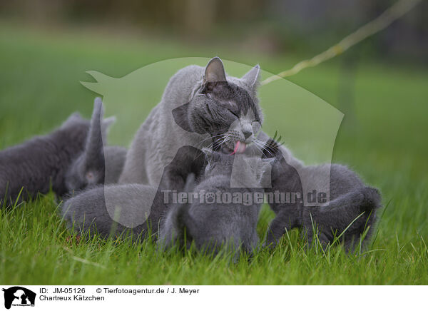 Chartreux Ktzchen / Chartreux kitten / JM-05126