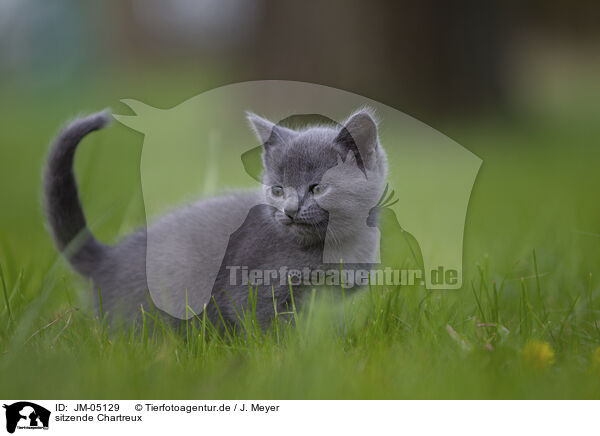 sitzende Chartreux / JM-05129