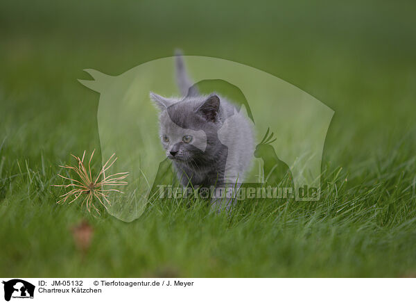 Chartreux Ktzchen / Chartreux kitten / JM-05132