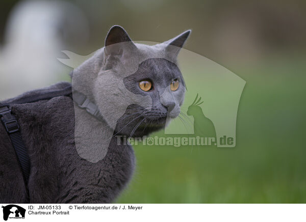 Chartreux Portrait / Chartreux Portrait / JM-05133