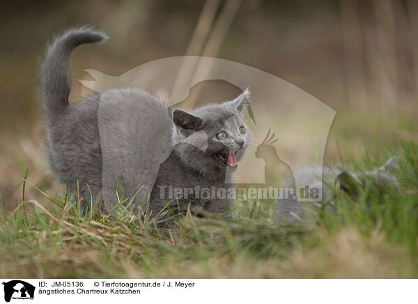 ngstliches Chartreux Ktzchen / JM-05136