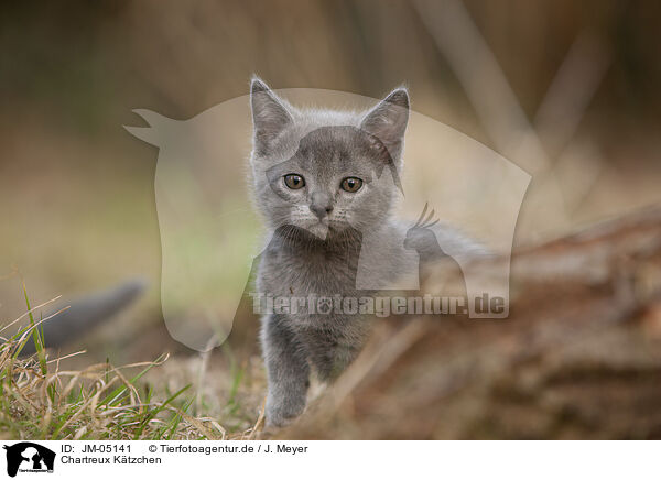 Chartreux Ktzchen / JM-05141