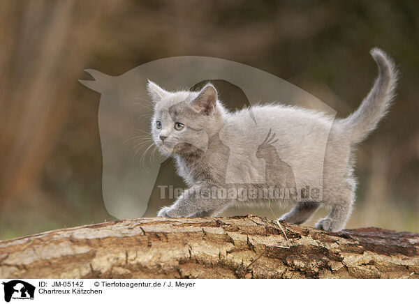 Chartreux Ktzchen / Chartreux kitten / JM-05142
