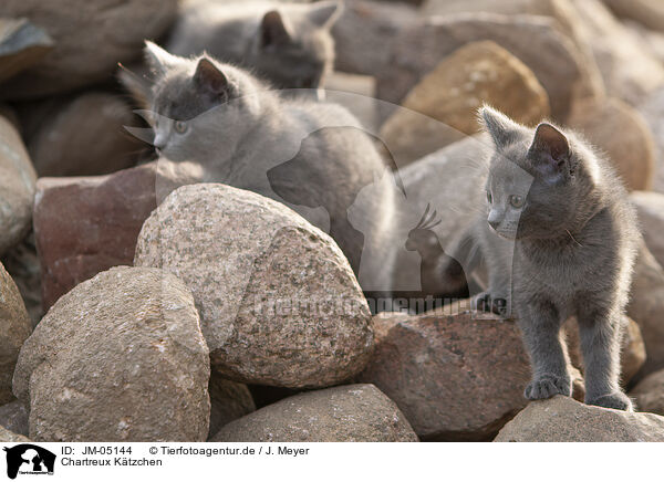 Chartreux Ktzchen / Chartreux kitten / JM-05144