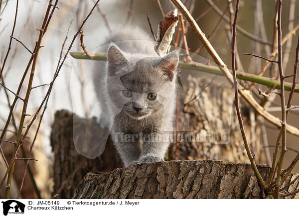 Chartreux Ktzchen / Chartreux kitten / JM-05149