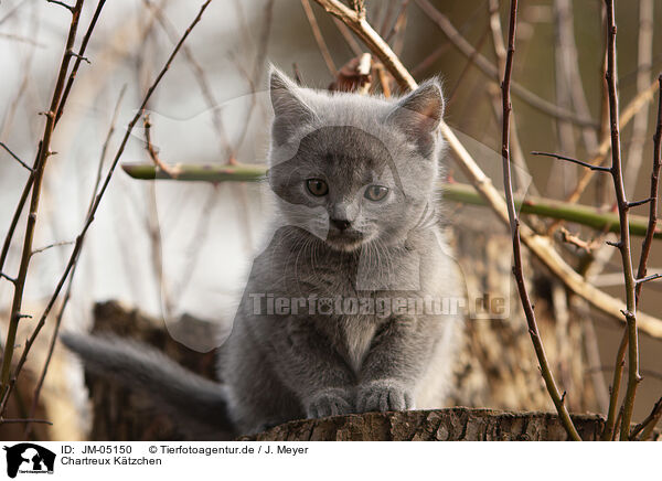 Chartreux Ktzchen / Chartreux kitten / JM-05150
