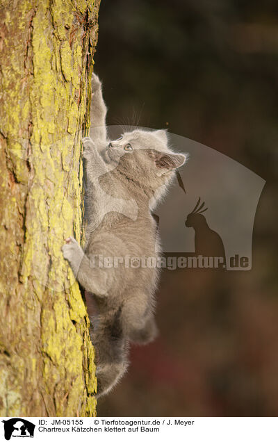 Chartreux Ktzchen klettert auf Baum / JM-05155