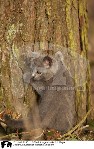 Chartreux Ktzchen klettert auf Baum / Chartreux kitten climbing tree / JM-05156