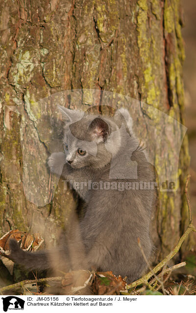 Chartreux Ktzchen klettert auf Baum / JM-05156