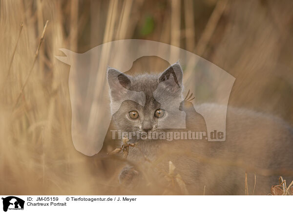 Chartreux Portrait / JM-05159