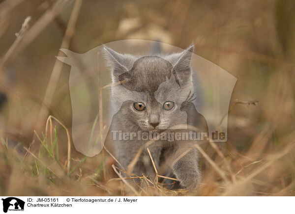 Chartreux Ktzchen / Chartreux kitten / JM-05161