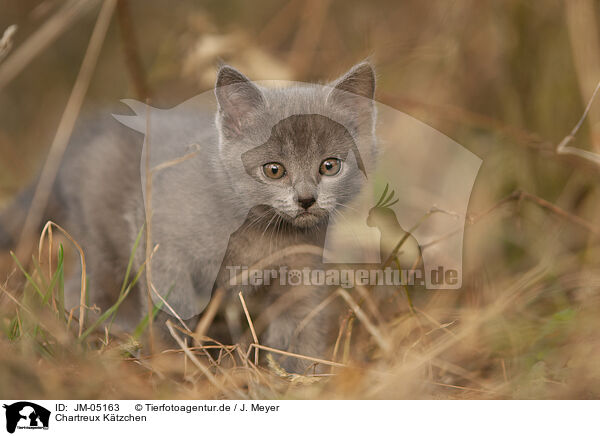 Chartreux Ktzchen / JM-05163