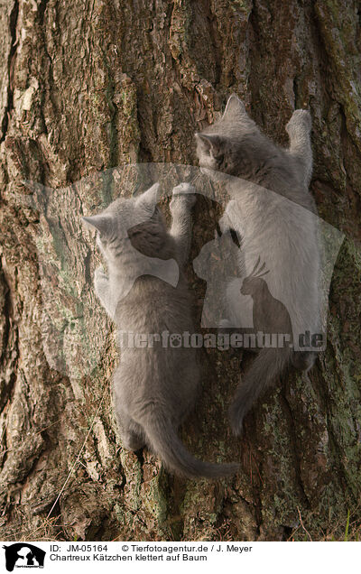 Chartreux Ktzchen klettert auf Baum / Chartreux kitten climbing tree / JM-05164