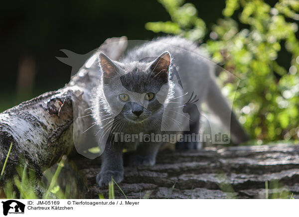 Chartreux Ktzchen / Chartreux kitten / JM-05169