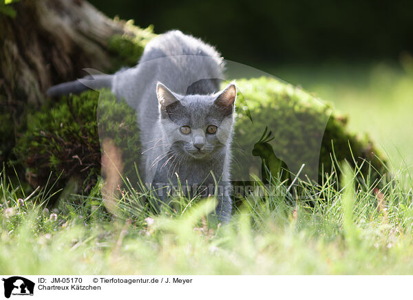 Chartreux K�tzchen / JM-05170
