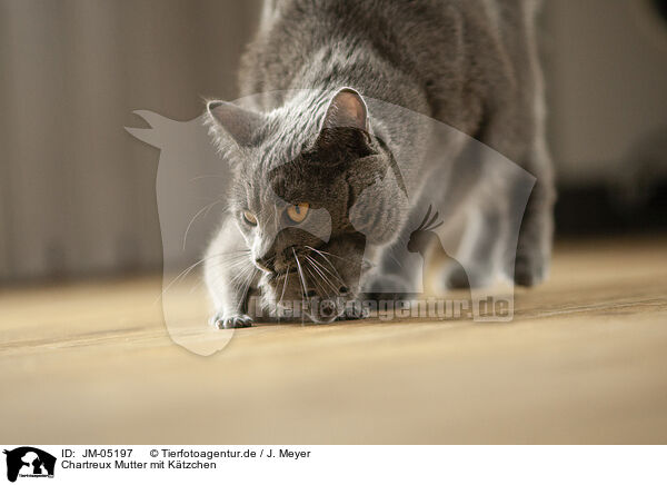 Chartreux Mutter mit Ktzchen / JM-05197