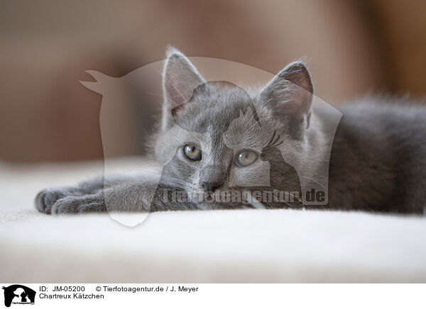 Chartreux Ktzchen / Chartreux kitten / JM-05200