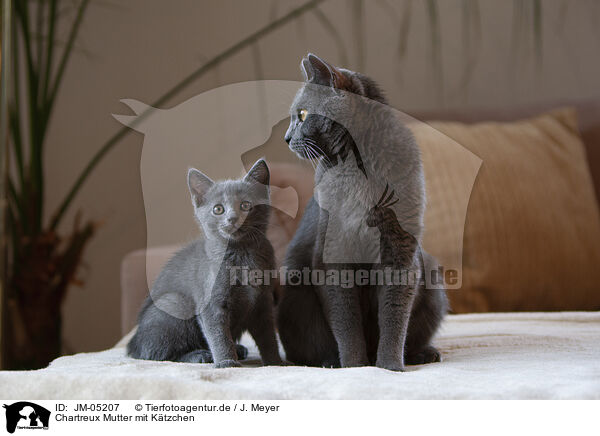 Chartreux Mutter mit Ktzchen / JM-05207