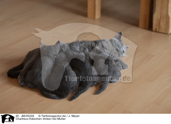 Chartreux Ktzchen trinken bei Mutter / Chartreux kittens drink at mother / JM-05209