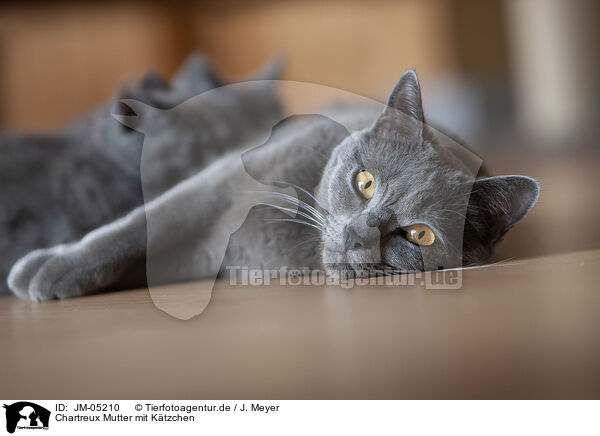 Chartreux Mutter mit Ktzchen / JM-05210