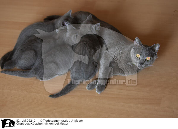 Chartreux Ktzchen trinken bei Mutter / JM-05212