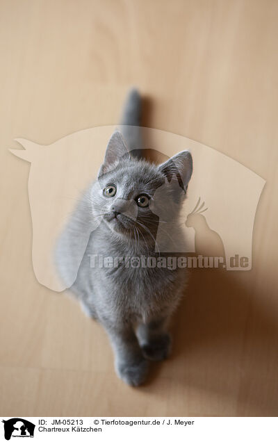 Chartreux Ktzchen / Chartreux kitten / JM-05213