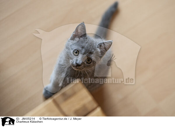 Chartreux Ktzchen / JM-05214