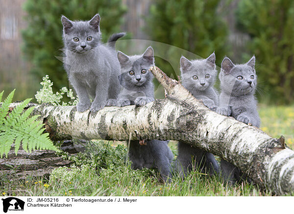 Chartreux Ktzchen / JM-05216