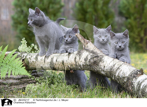 Chartreux Ktzchen / JM-05217