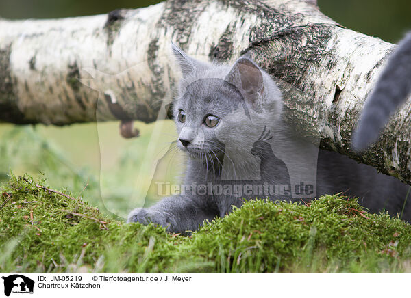 Chartreux Ktzchen / JM-05219