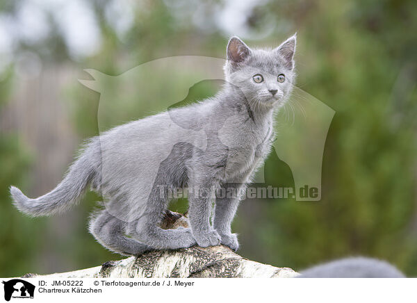 Chartreux Ktzchen / JM-05222