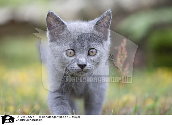 Chartreux Ktzchen / Chartreux kitten / JM-05225