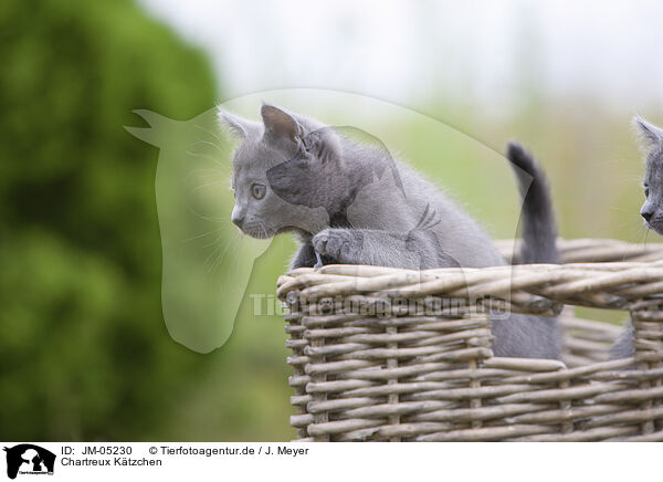 Chartreux Ktzchen / JM-05230