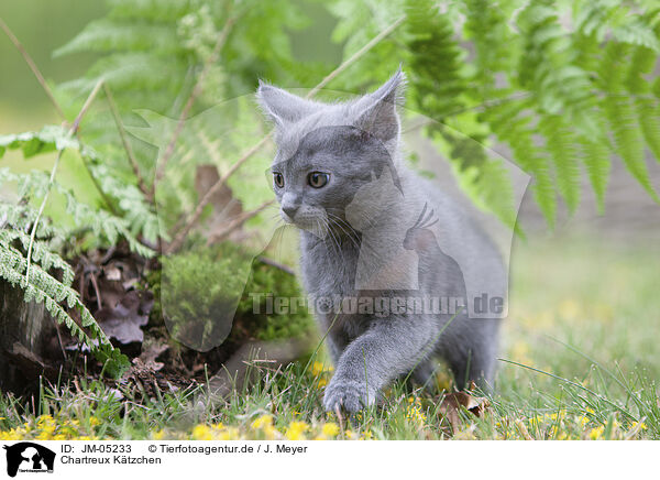 Chartreux Ktzchen / Chartreux kitten / JM-05233