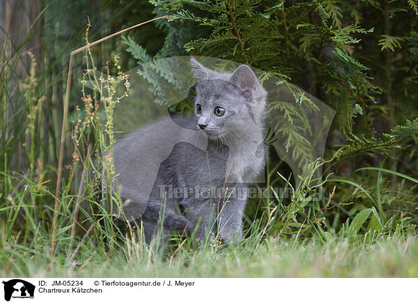 Chartreux Ktzchen / JM-05234