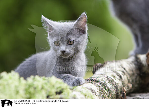 Chartreux Ktzchen / JM-05238