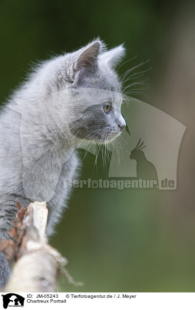 Chartreux Portrait / JM-05243