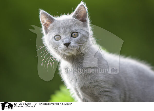 Chartreux Portrait / JM-05248