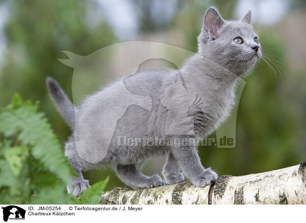 Chartreux Ktzchen / JM-05254