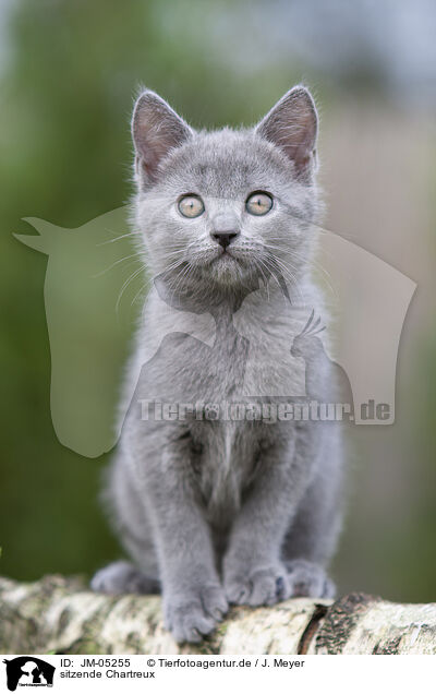 sitzende Chartreux / sitting Chartreux / JM-05255