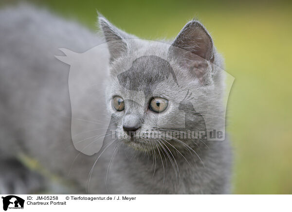 Chartreux Portrait / JM-05258