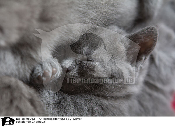 schlafende Chartreux / JM-05262