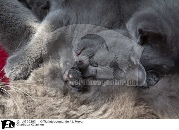 Chartreux Ktzchen / JM-05263