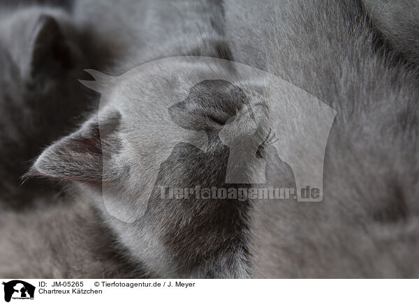 Chartreux Ktzchen / Chartreux kitten / JM-05265