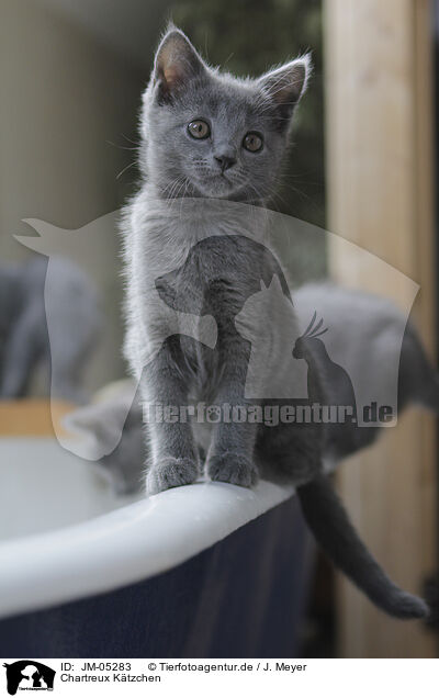 Chartreux Ktzchen / JM-05283