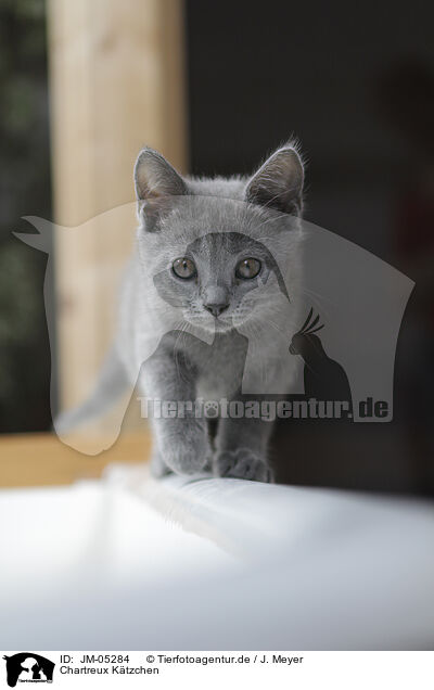 Chartreux Ktzchen / Chartreux kitten / JM-05284