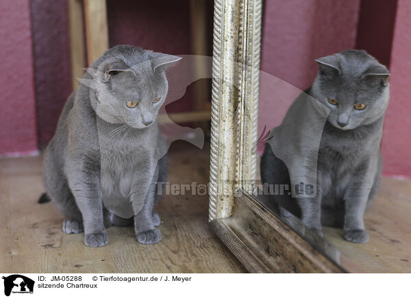 sitzende Chartreux / JM-05288